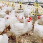 Exportação de frango amplia atenção sobre preços