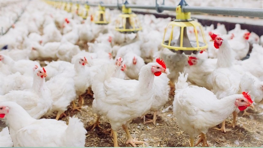 Exportação de frango amplia atenção sobre preços