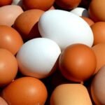 Tecnologia nutricional por trás dos recordes de produção de ovos