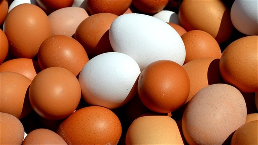 Tecnologia nutricional por trás dos recordes de produção de ovos