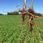 A importância da nodulação para altas produtividades de soja – MAIS SOJA