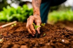 Nova lei muda regras do seguro rural e amplia benefícios para produtores