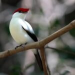 Projeto proíbe a exportação de animais silvestres nativos do Brasil