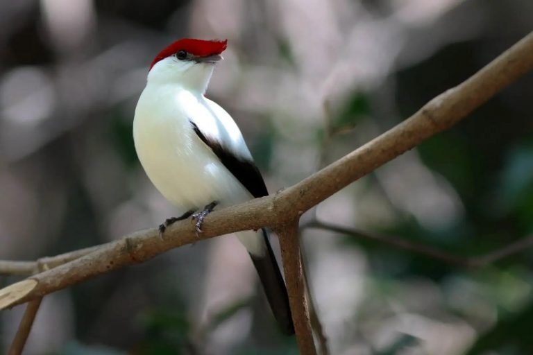 Projeto proíbe a exportação de animais silvestres nativos do Brasil