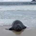 Elefante-marinho surpreende banhistas na praia de São Conrado no RJ