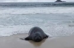 Elefante-marinho atrai atenção de banhistas em praia do Rio