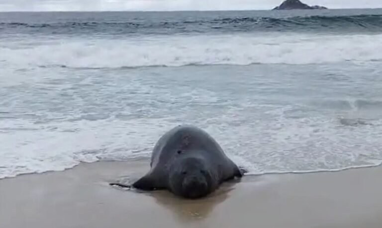 Elefante-marinho atrai atenção de banhistas em praia do Rio