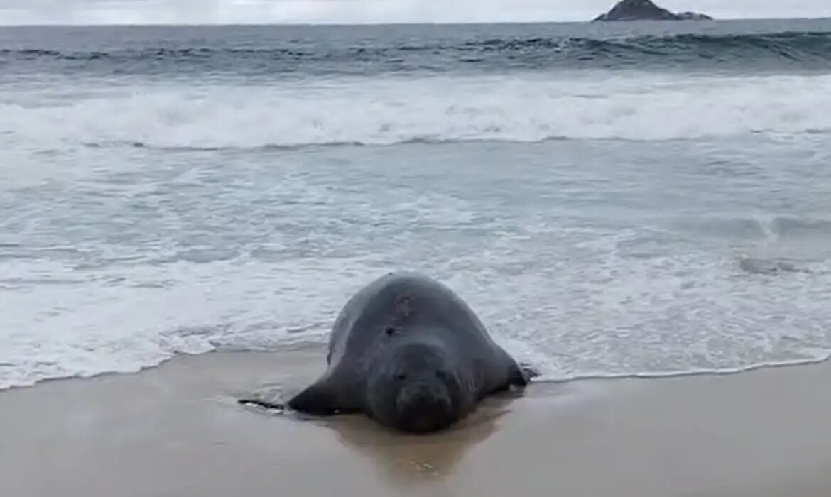 Elefante-marinho surpreende banhistas na praia de São Conrado no RJ
