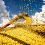 Estudo aponta risco de quebra de 55% na safra de soja do Brasil sem proteção