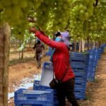 Exploração de trabalhadores rurais sustenta fruticultura bilionária