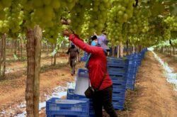 Exploração de trabalhadores rurais sustenta fruticultura bilionária