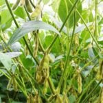 Boro: um importante aliado na busca por altas produtividades de soja – MAIS SOJA