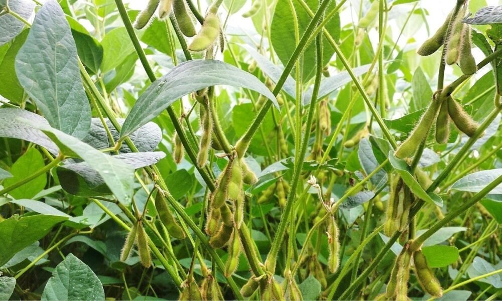 Boro: um importante aliado na busca por altas produtividades de soja – MAIS SOJA