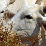 China sobretaxa carne bovina do Brasil em 67% após limite de cota exportadora