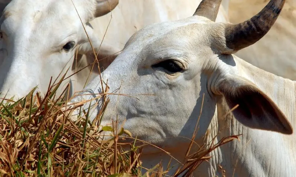 China sobretaxa carne bovina do Brasil em 67% após limite de cota exportadora