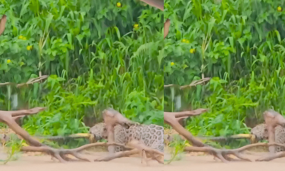VÍDEO: onças entram em disputa por cobra no Pantanal de MT