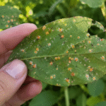 El Niño tem alerta para mosca-branca na soja em Mato Grosso