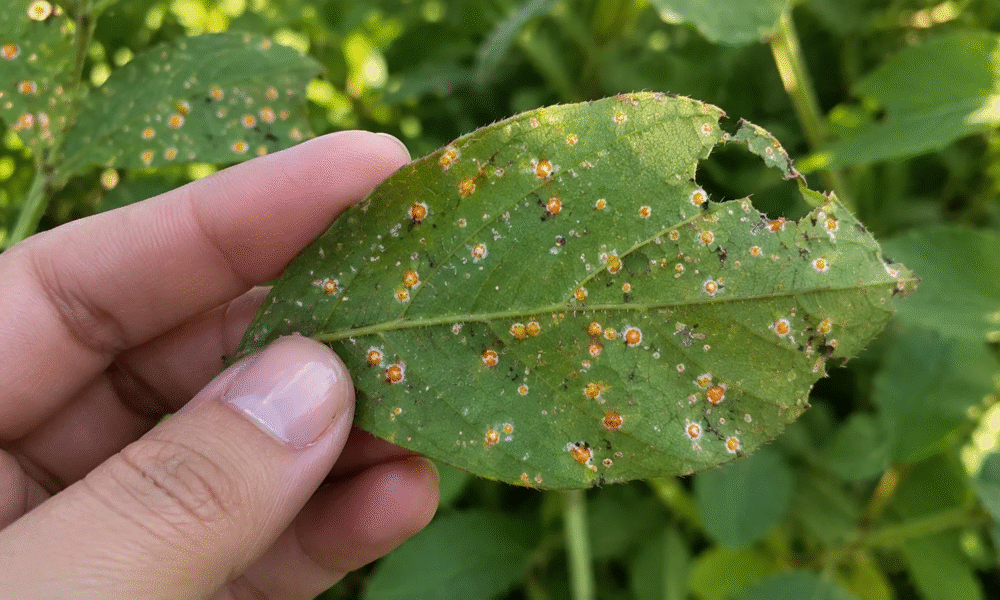 El Niño tem alerta para mosca-branca na soja em Mato Grosso