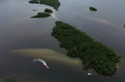 Países consideram insuficientes ações contra crise da biodiversidade