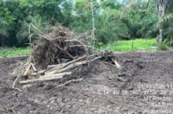 Polícia Ambiental identifica nova área desmatada com uso de maquinário em zona rural de MT