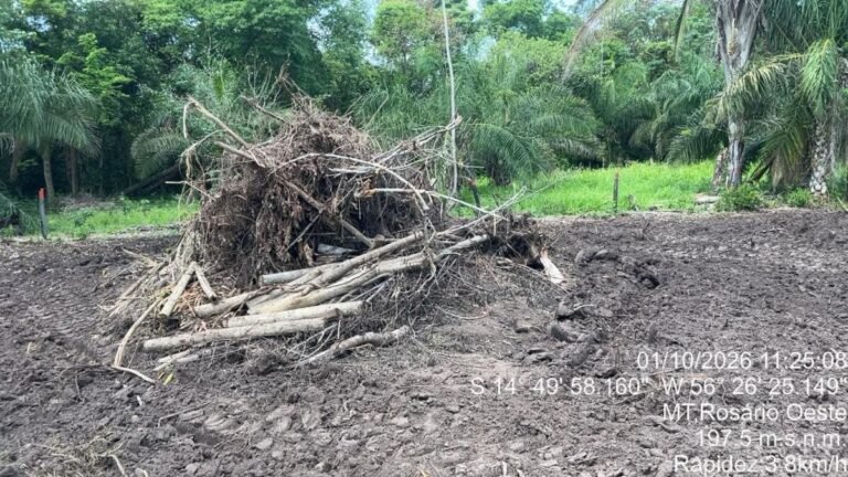 Polícia Ambiental identifica nova área desmatada com uso de maquinário em zona rural de MT