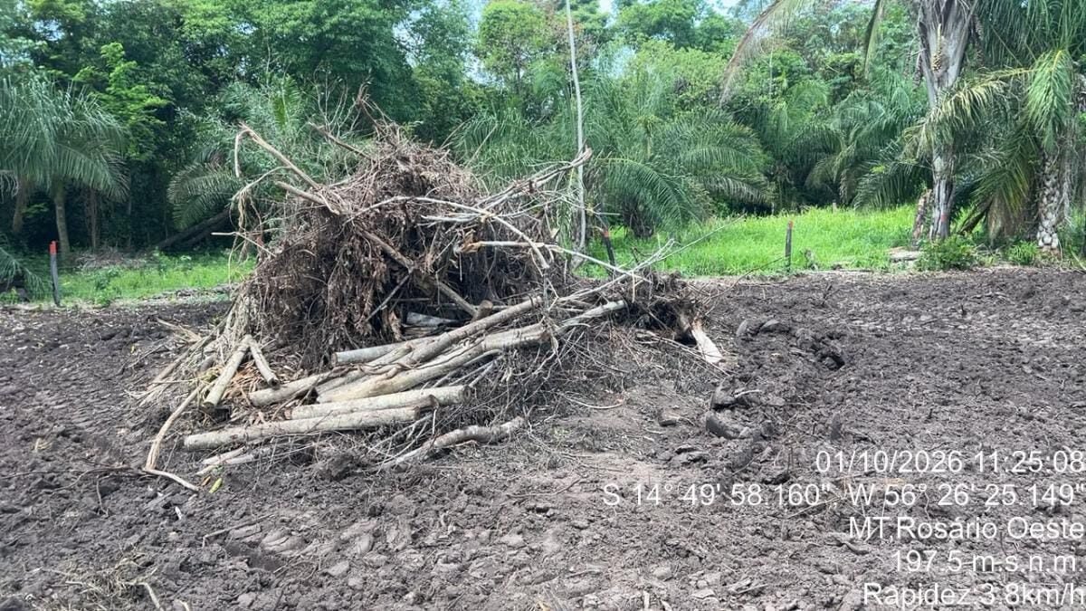 Polícia ambiental flagra desmatamento ilegal com trator em MT