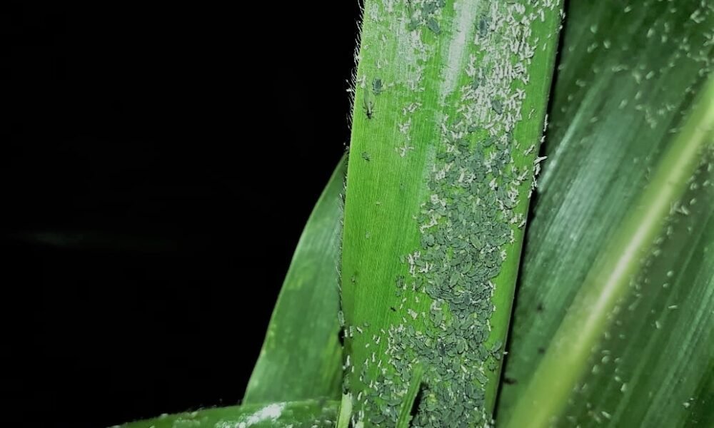 Pulgão-do-milho: Danos indiretos podem chegar a 50% com a transmissão do vírus do mosaico-comum-do-milho – MAIS SOJA