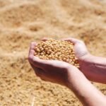 Setembro termina morno para a soja brasileira; mercado travado pode reagir em outubro?